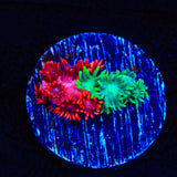 Double Goniopora Coral