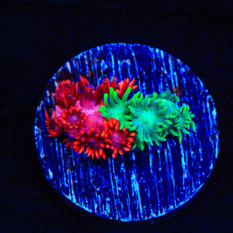 Double Goniopora Coral