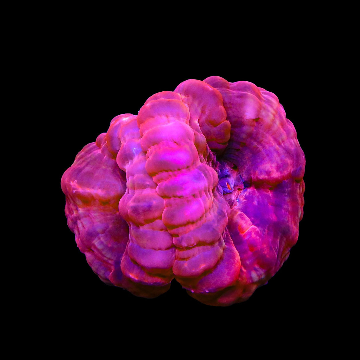 Double Head Cynarina Colony Coral
