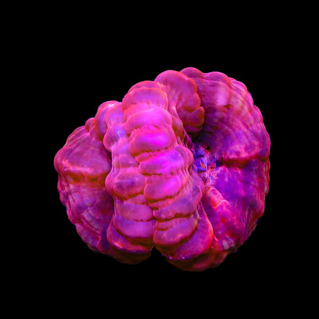 Double Head Cynarina Colony Coral