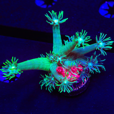 Double Love Goniopora Coral