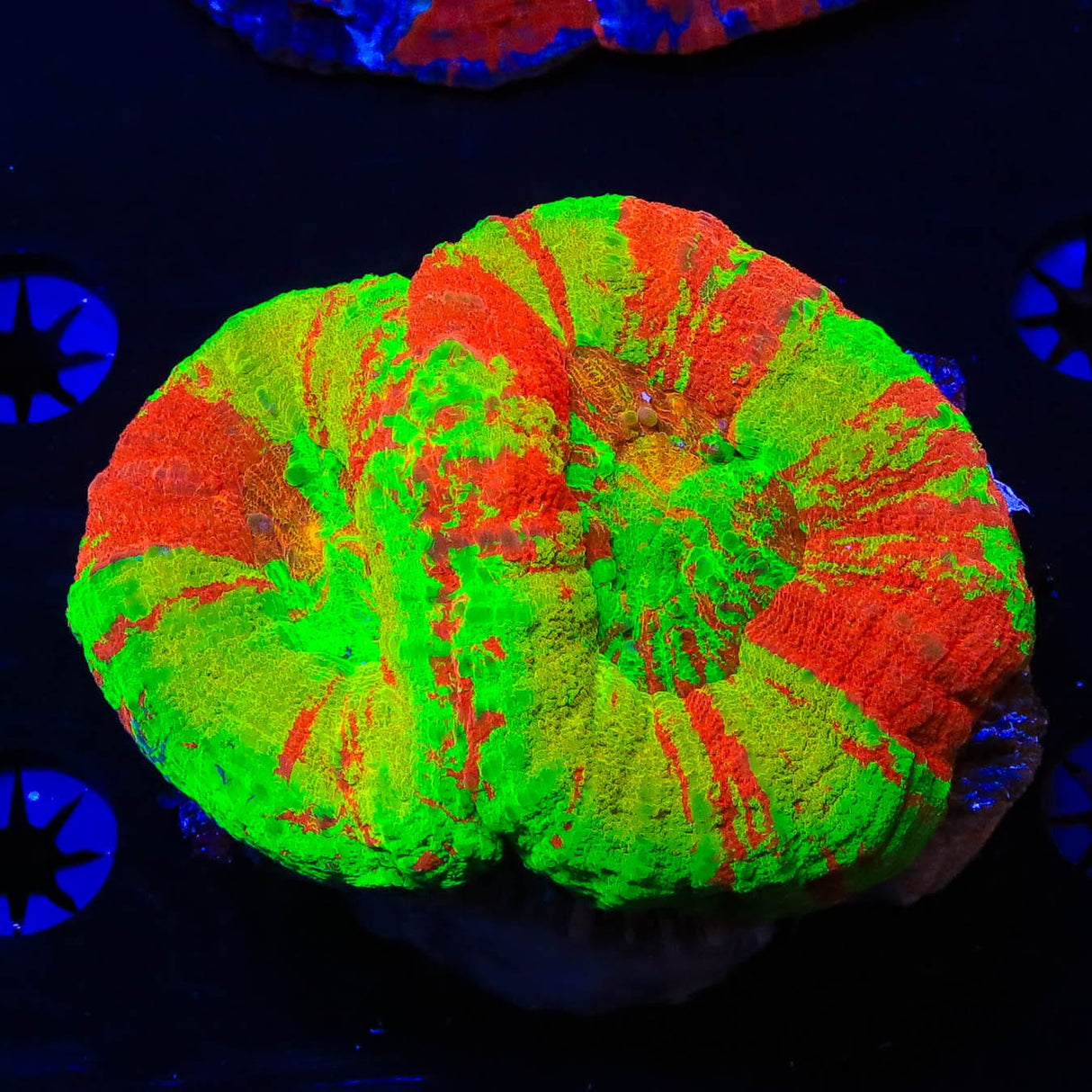 Double Ultra With Yellow Scoly Coral