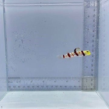 Dracula Goby Fish