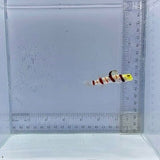 Dracula Goby Fish