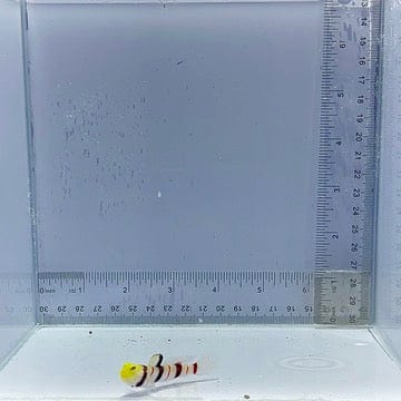 Dracula Goby Fish