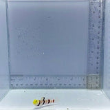 Dracula Goby Fish