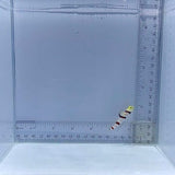Dracula Goby Fish