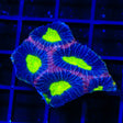 Dragon Soul Favia Colony Coral