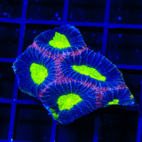 Dragon Soul Favia Colony Coral