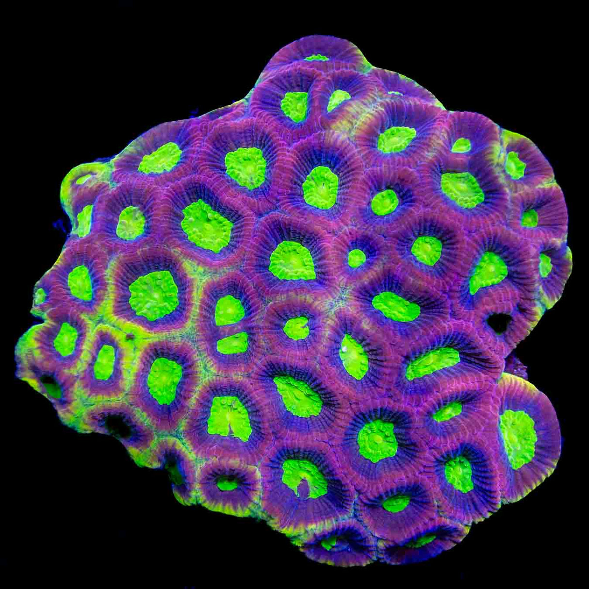 Dragon Soul Favia Colony Coral