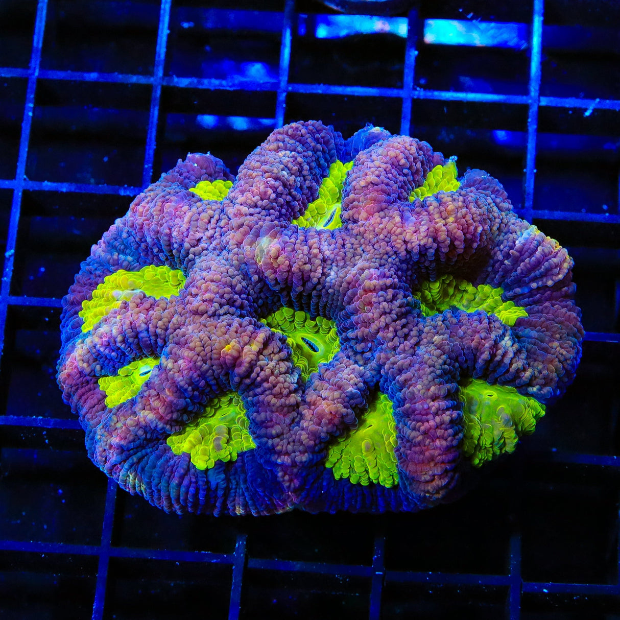 Dragon Soul Favia Coral