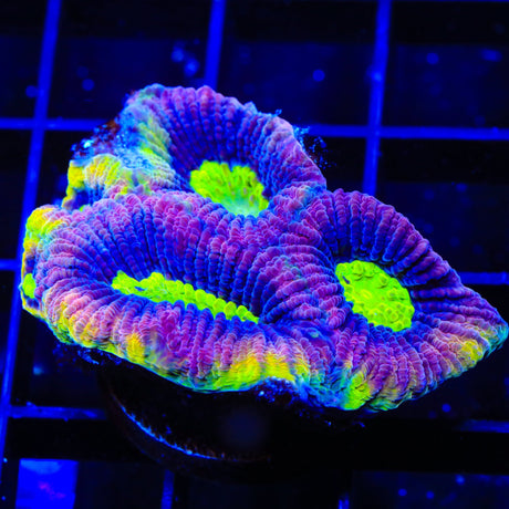 Dragon Soul Favia Coral