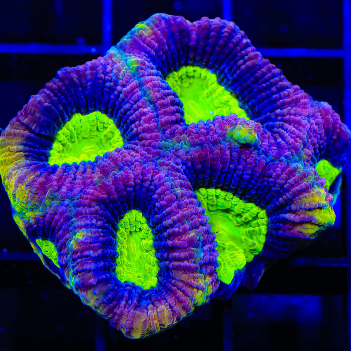 Dragon Soul Favia Coral