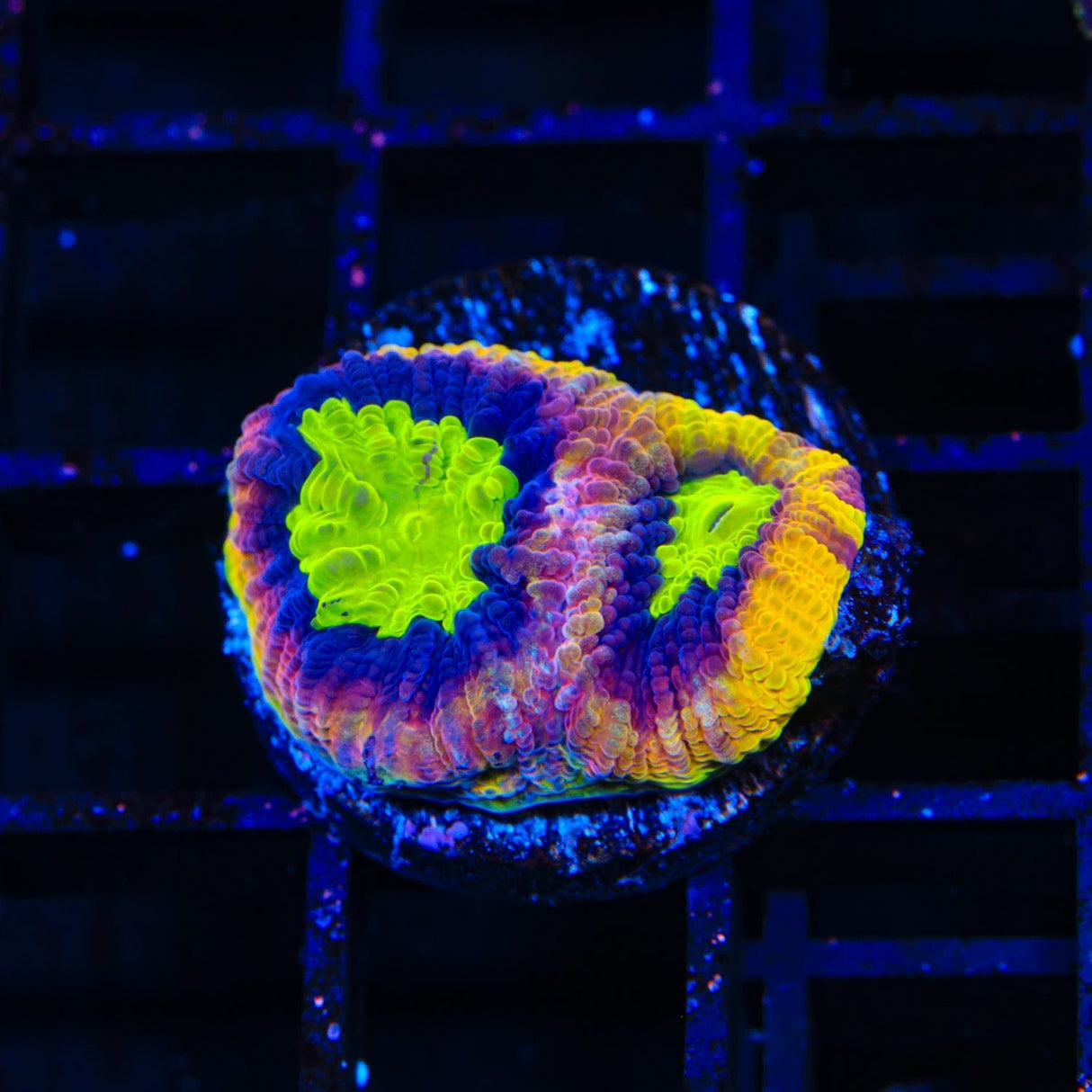 Dragon Soul Favia Coral