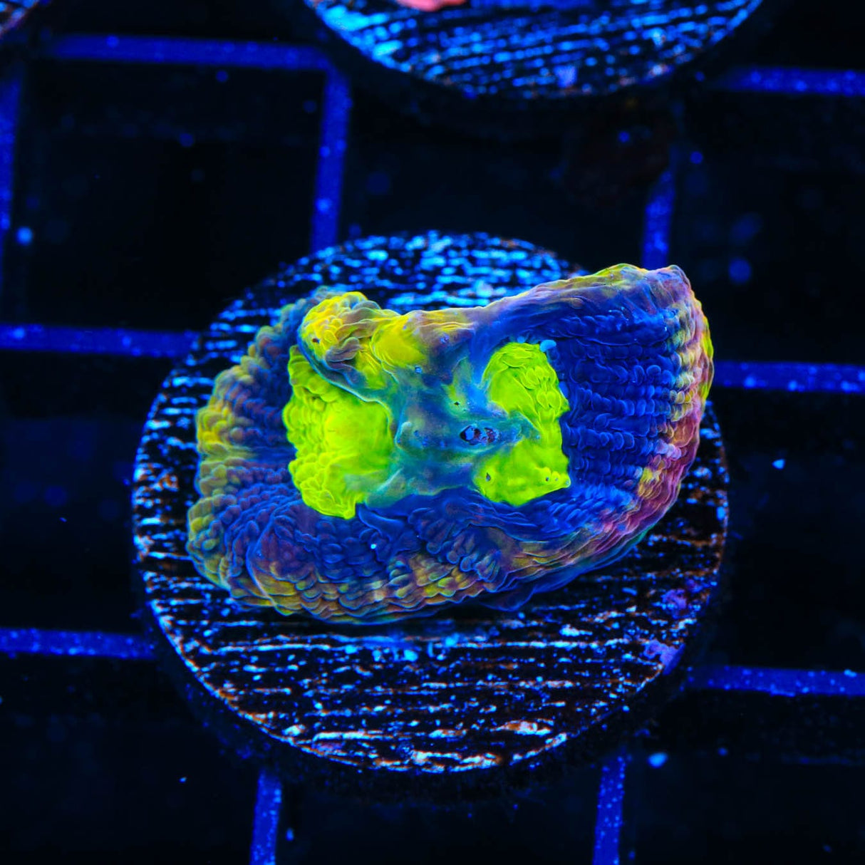 Dragon Soul Favia Coral