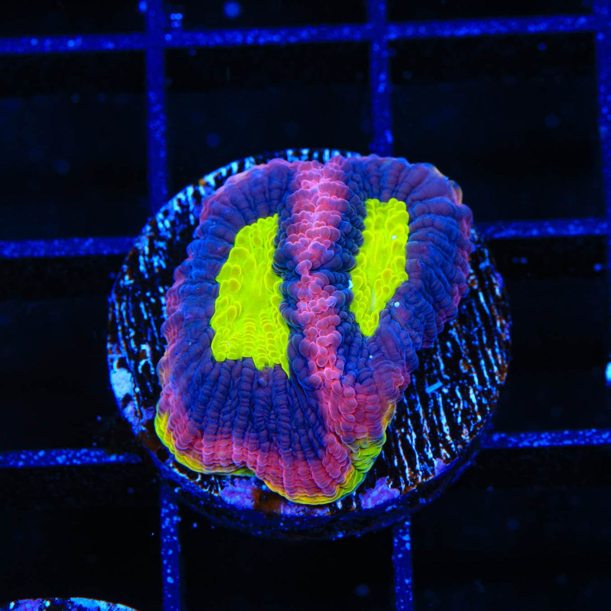 Dragon Soul Favia Coral