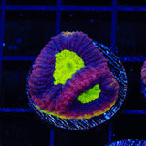 Dragon Soul Favia Coral