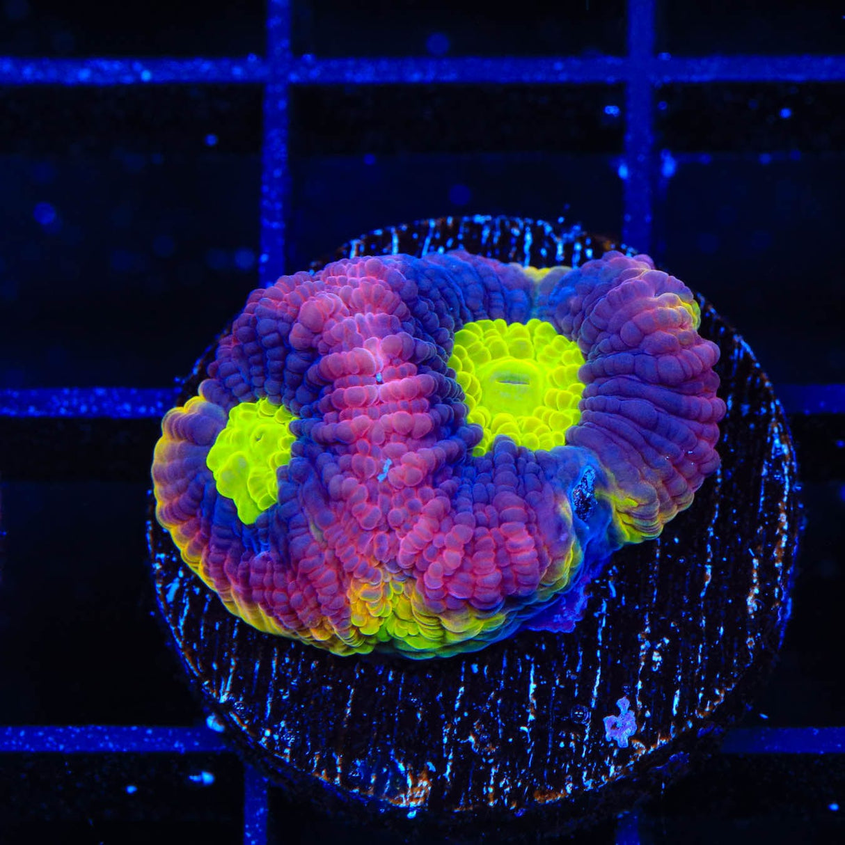 Dragon Soul Favia Coral