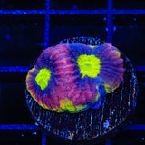 Dragon Soul Favia Coral