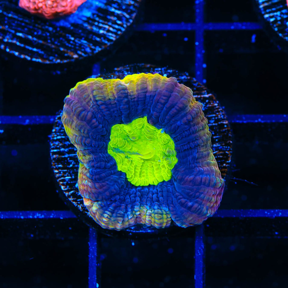 Dragon Soul Favia Coral