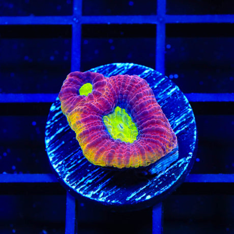 Dragon Soul Favia Coral