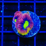 Dragon Soul Favia Coral
