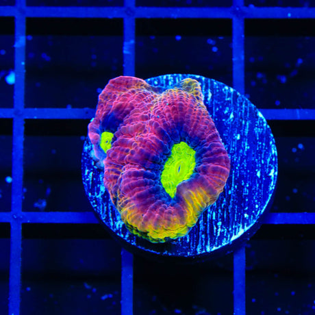 Dragon Soul Favia Coral