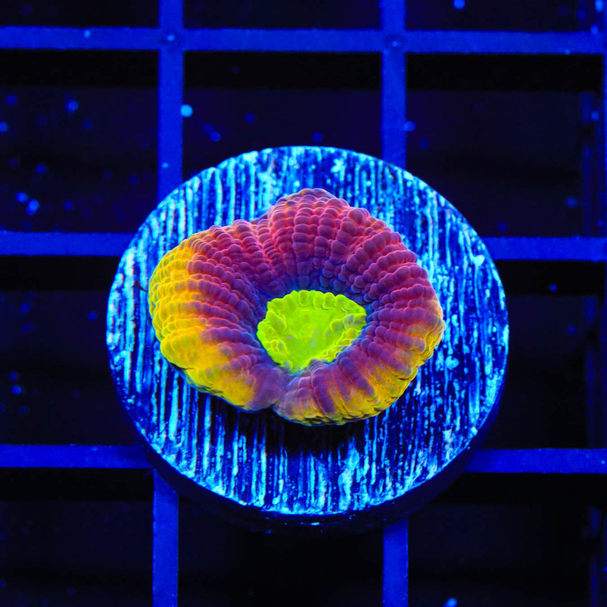 Dragon Soul Favia Coral