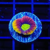 Dragon Soul Favia Coral