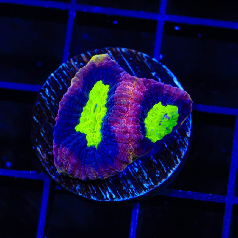 Dragon Soul Favia Coral