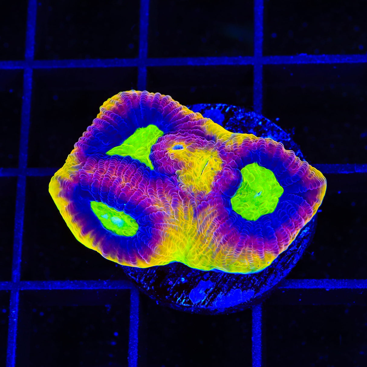 Dragon Soul Favia Coral