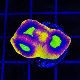 Dragon Soul Favia Coral