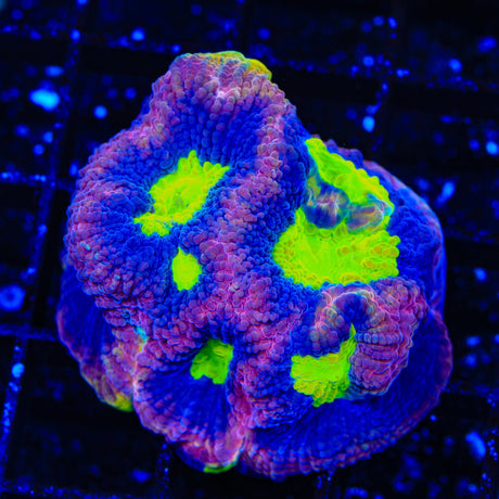 Dragon Soul Favia XL Frag Coral