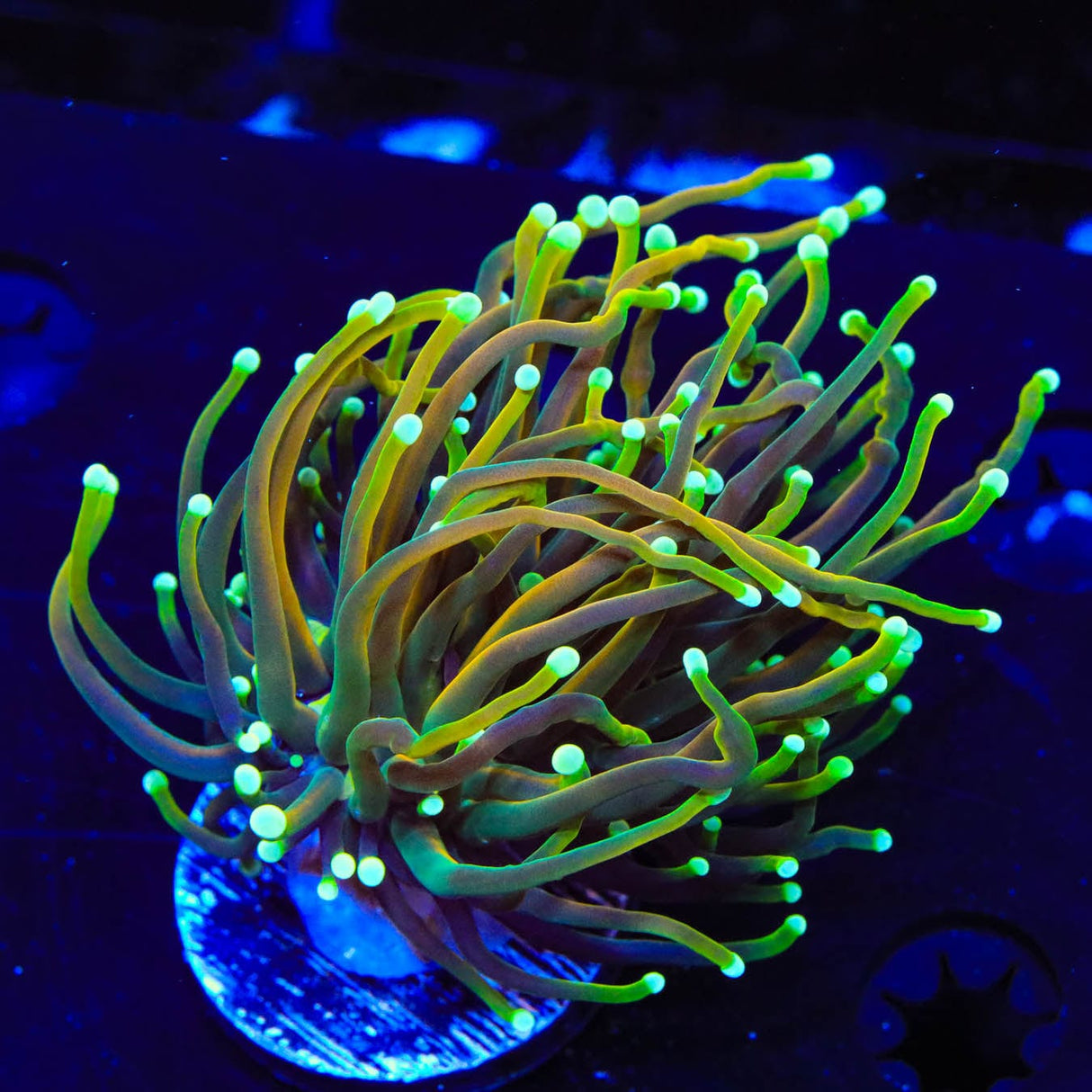 Dragon Soul Torch Coral