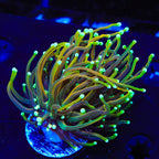 Dragon Soul Torch Coral