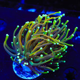 Dragon Soul Torch Coral