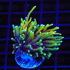 Dragon Soul Torch Coral