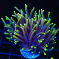 Dragon Soul Torch Coral