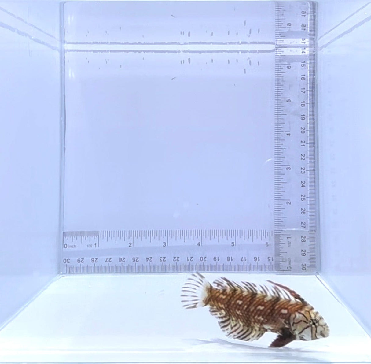 Dragon Wrasse Fish