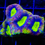 Draon Soul Favia Colony Coral