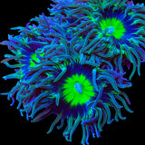 Dream Catcher Duncan Coral