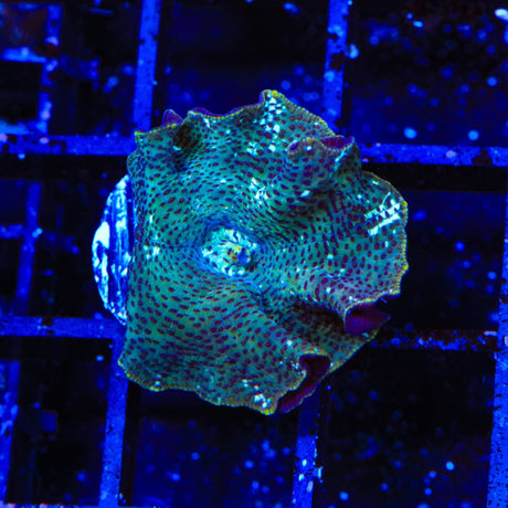 Dream Catcher Mushroom Coral