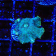 Dream Catcher Mushroom Coral