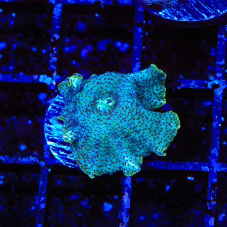 Dream Catcher Mushroom Coral