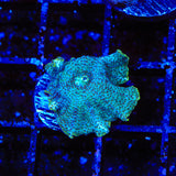 Dream Catcher Mushroom Coral
