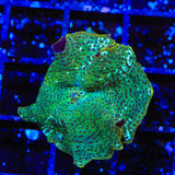 Dream Catcher Mushroom Coral