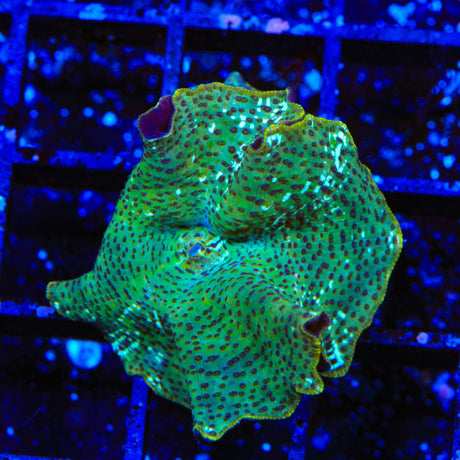 Dream Catcher Mushroom Coral