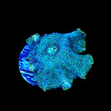 Dream Catcher Mushroom Coral