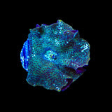 Dream Catcher Mushroom Coral