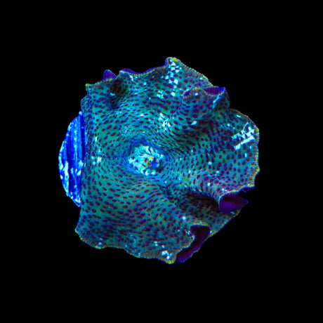 Dream Catcher Mushroom Coral